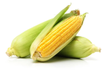 Dopłaty do kukurydzy