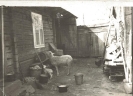 Wiejska zagroda w Jodłowej Górnej 1950r.
