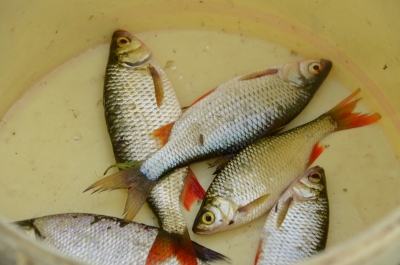 Zawody Wędkarskie_23