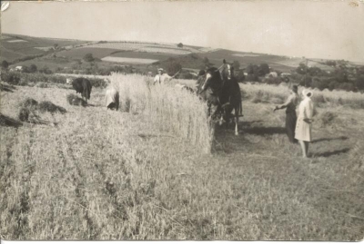 Wisowskie żniwa 1983r..