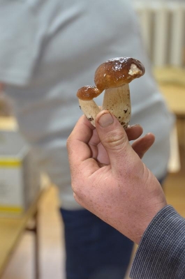 grzybobranie 2018_27