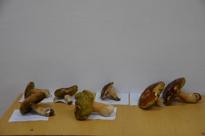 grzybobranie 2018_43