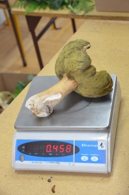 grzybobranie 2018_49